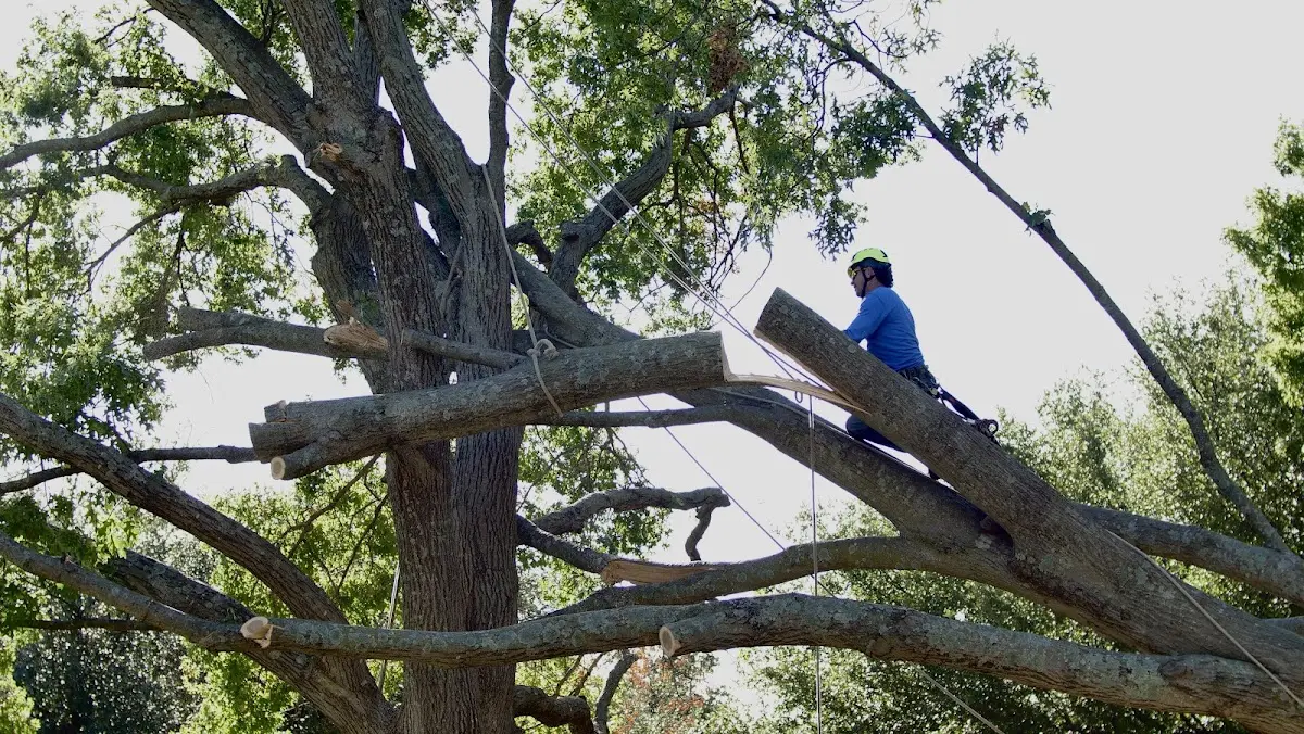 Professional Crown Thinning performed by certified arborists in Sun Valley