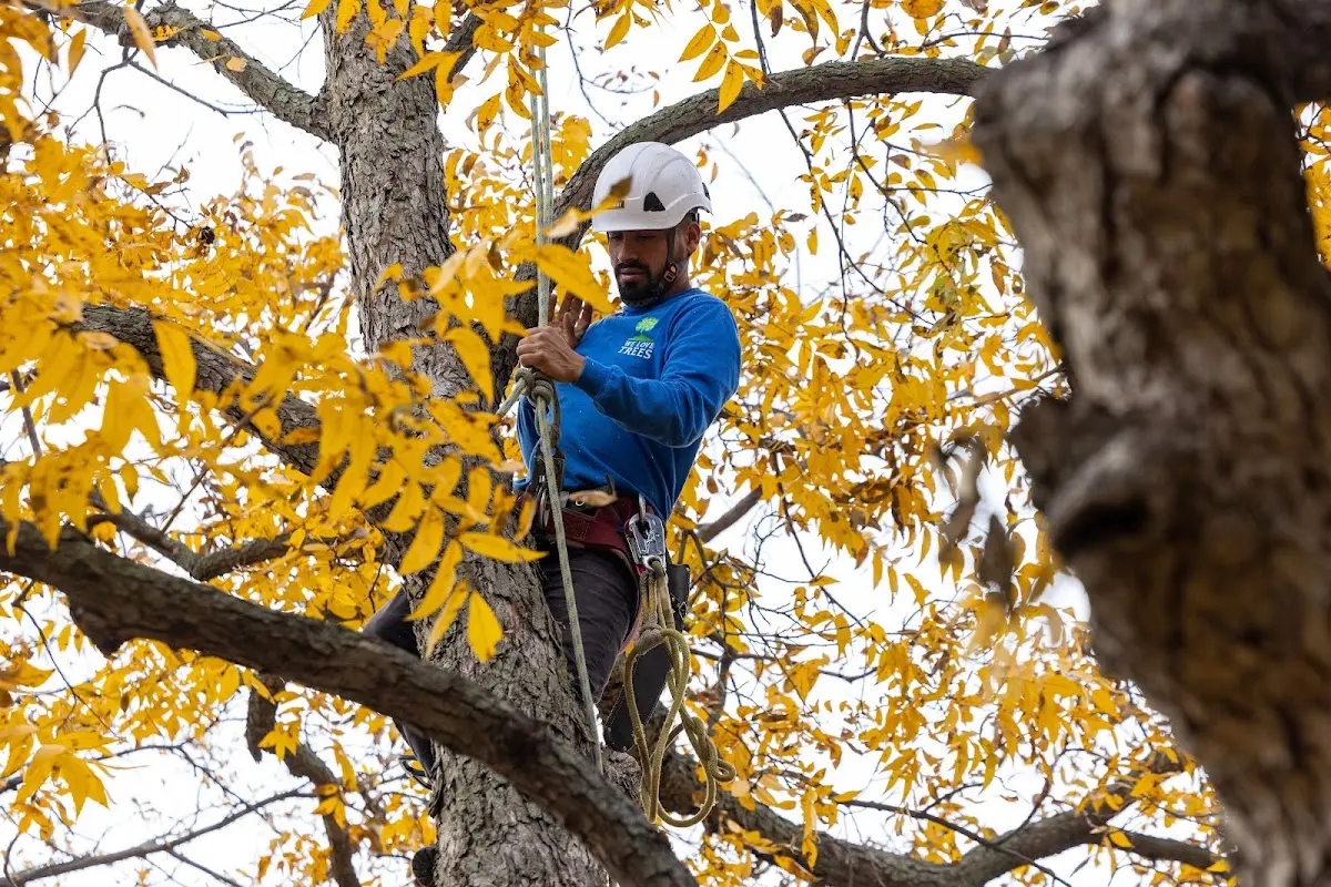 Skilled Tree Transplanting crew working in Sun Valley