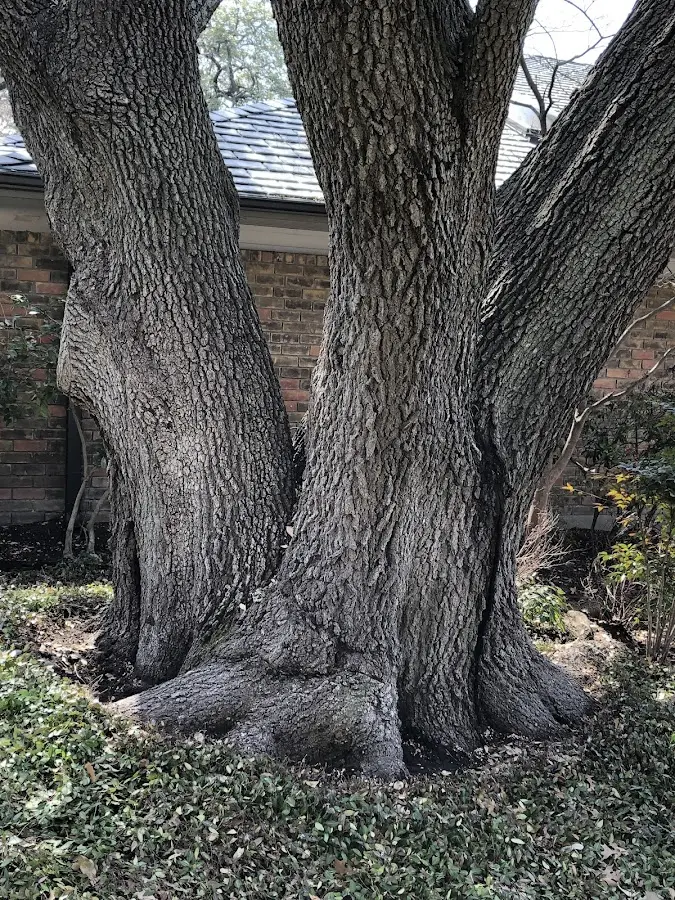 Mature heritage tree close to a Sun Valley property cared for by certified arborists